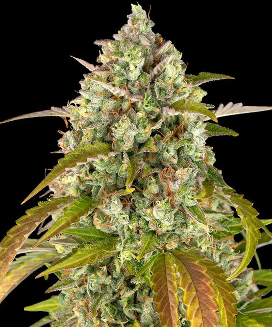 3x Pineapple Express Auto