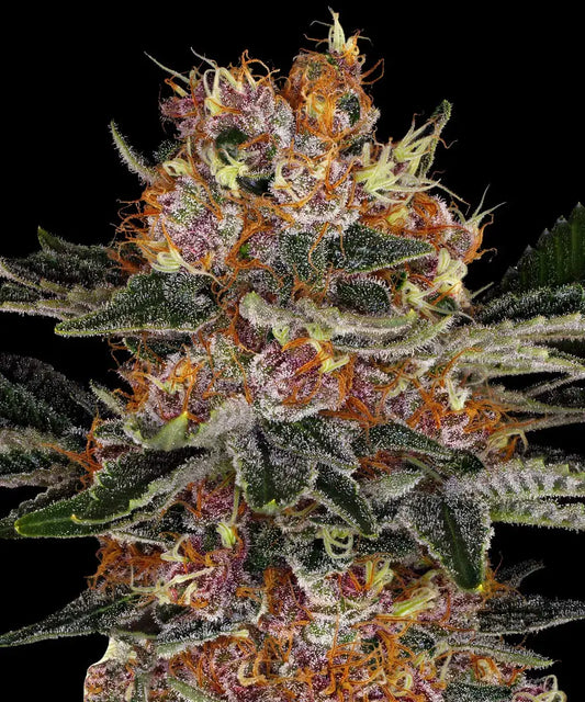 3x Purple Punch Auto