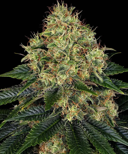 3x Skywalker OG Auto