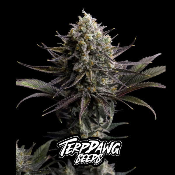 Zkittelato