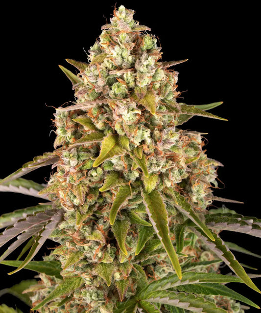 3x Critical Kush Auto