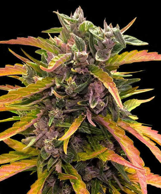 3x Gorilla Glue Auto