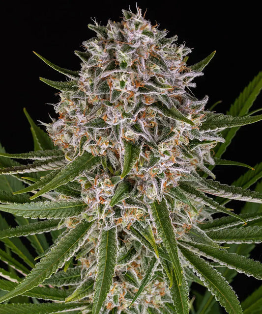 3x Lemon Haze Auto