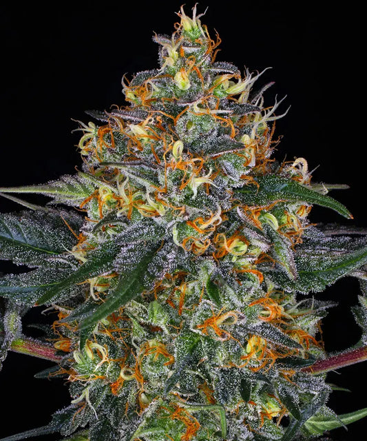 3x Moby Dick Auto